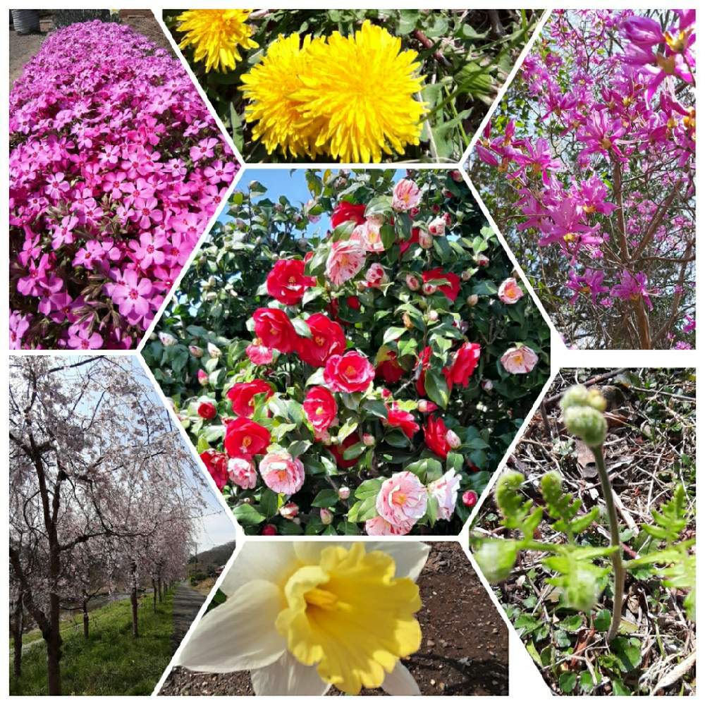 やえさんの投稿画像 21月3月28日 Greensnap グリーンスナップ