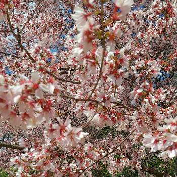 色々な種類の桜の投稿画像一覧 Greensnap グリーンスナップ