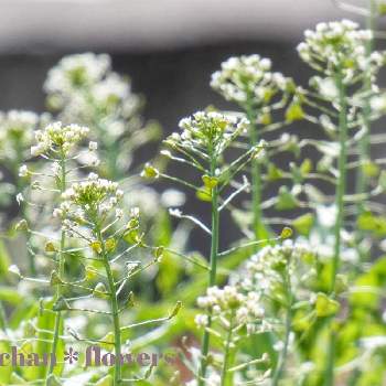 ナズナの花の投稿画像一覧 Greensnap グリーンスナップ