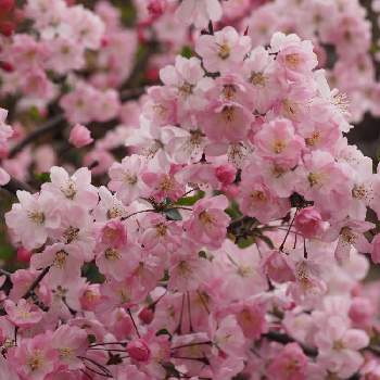 花海棠（ハナカイドウ）の画像 by Momoさん | お出かけ先とハナカイドウと植物と暮らすと花海棠（ハナカイドウ）とピンク！ピンク！ピンク！とピンク色の花と花のある暮らしとチーム愛知