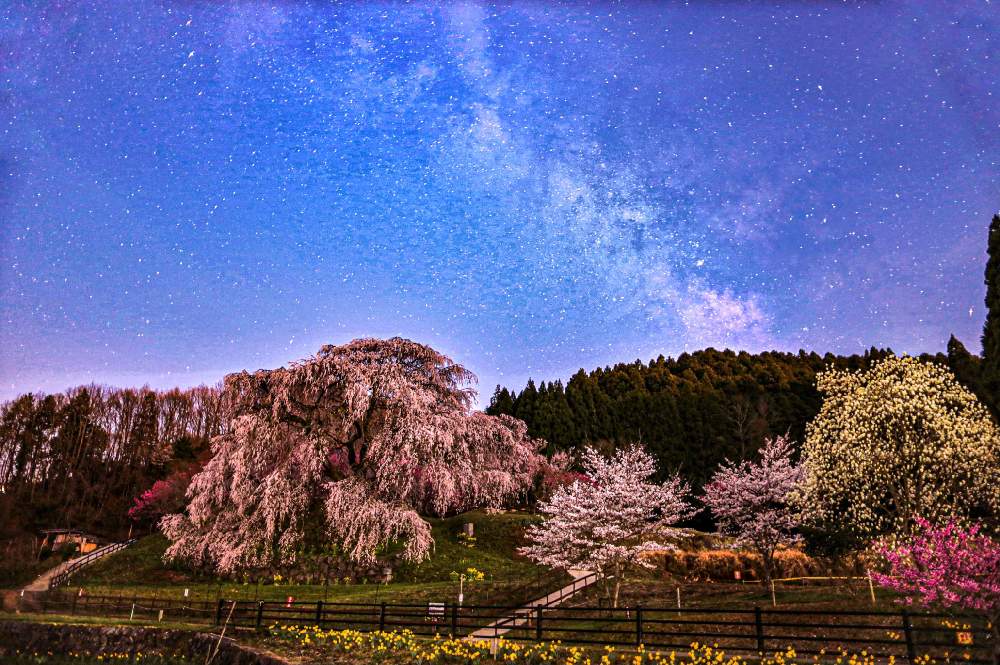 カメラ女子の投稿画像 By Satomi さん 癒しと枝垂れ桜 と又兵衛桜とさくら 桜 サクラと絶景と天の川とやさしい気持ちと星空と 21桜 フォトコンテストと花が咲く笑顔咲く Pwフォトコン21 キュン した瞬間部門 21月3月28日 Greensnap グリーンスナップ