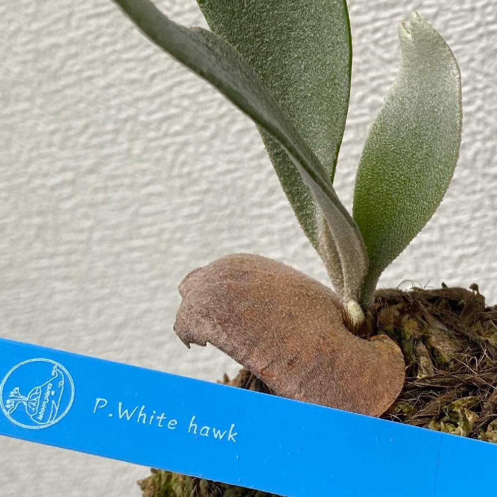 ビカクシダ WhiteHawk 親株早いもの勝ちです その後のビカクシダ ホワイトホーク（White Hawk）① | calmplantsの