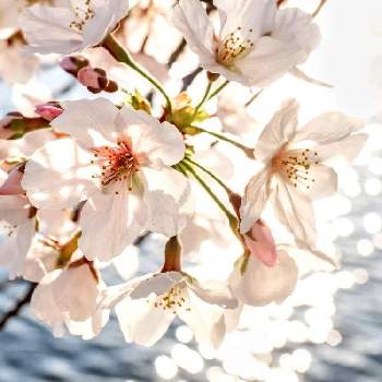 写真撮ってる人と繋がりたいの画像 by TATOさん | サクラと季節を感じる♪と春の訪れとさくら 桜 サクラと写真撮ってる人と繋がりたいと『2021桜』フォトコンテスト
