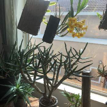アロエ ベラの育て方 屋外や室内での栽培方法 植え替え時期は Greensnap グリーンスナップ アロエ ベラの育て方 屋外や室内での栽培方法 植え替え時期は Greensnap グリーンスナップ