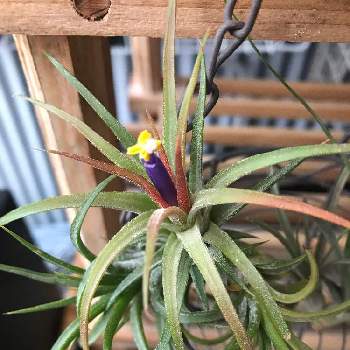 チランジア イオナンタの投稿画像一覧 Greensnap グリーンスナップ