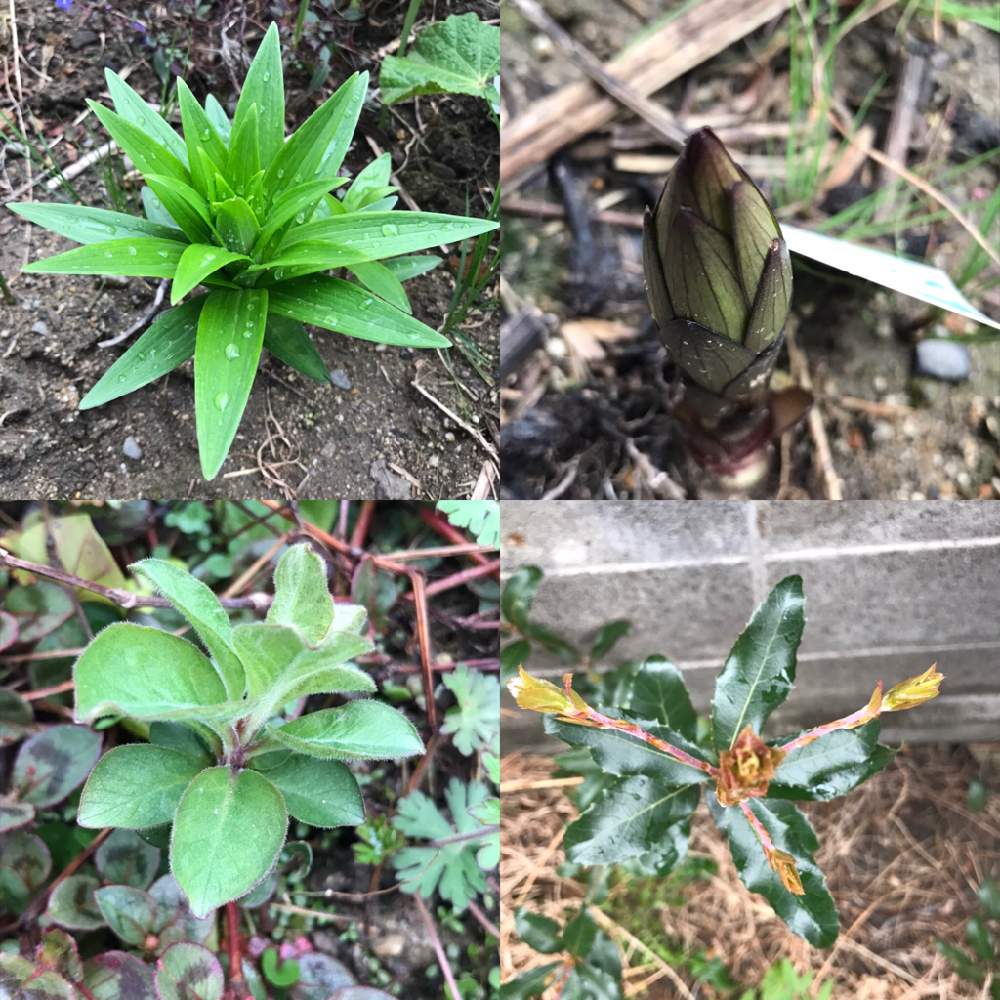 カサブランカの投稿画像 By Xxさん ウバメガシとスカシユリとリシマキア プンクタータ 21月3月28日 Greensnap グリーンスナップ