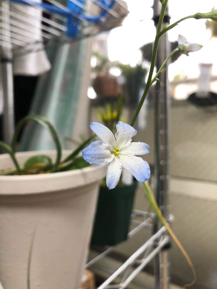 ゼフィラ エレガンスの投稿画像 By レポートを書き込んでいますさん 青い小さな花マニアと青い花とチーム ブルーno 000と秋植え球根と青い花 マニアとチーム ブルーと球根植物と春に育てた花21 と南米とテコフィレア科といい香り 21月3月28日 Greensnap