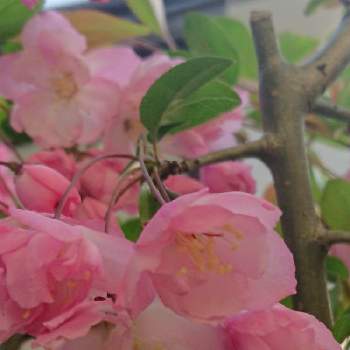 カイドウザクラの投稿画像一覧 Greensnap グリーンスナップ