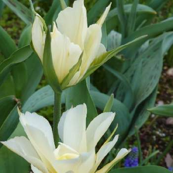 植えっぱなし球根の投稿画像一覧 Greensnap グリーンスナップ