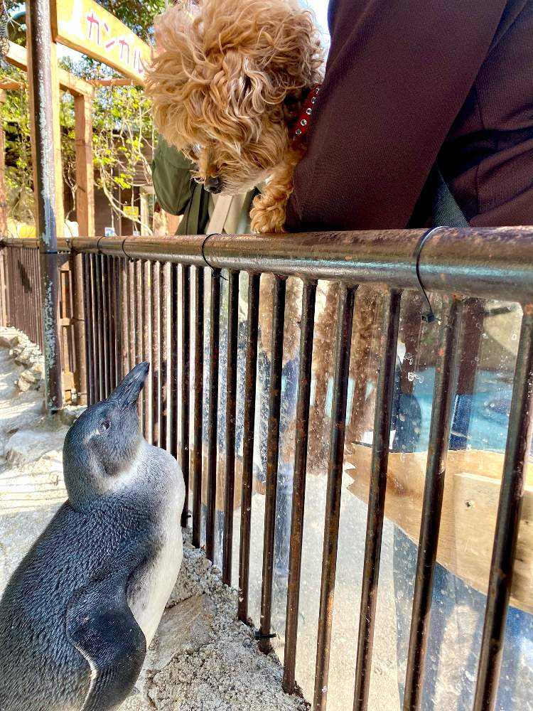 伊豆シャボテン動物公園に行ってきました Greensnap グリーンスナップ