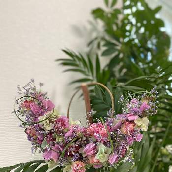 ヘリクリサム の投稿画像一覧 Greensnap グリーンスナップ