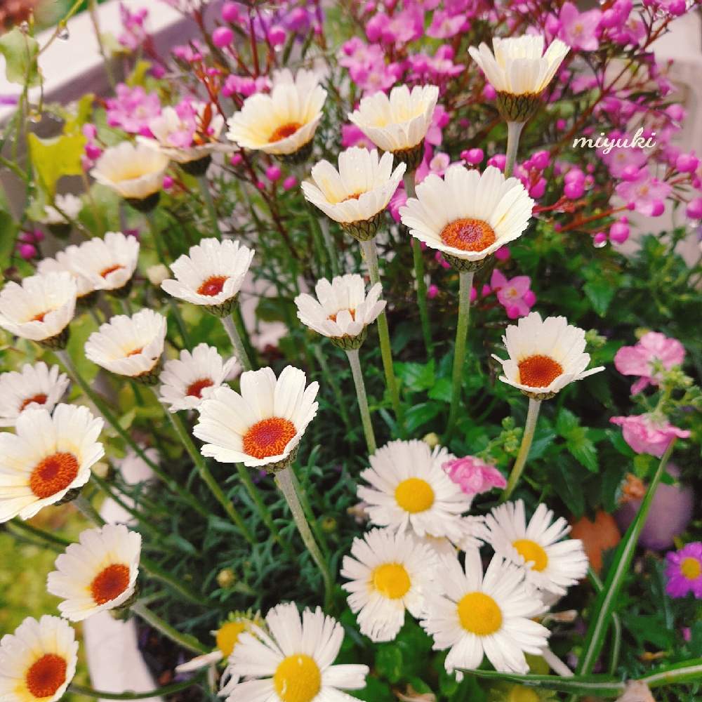 デイジーの投稿画像 By Miyukiさん ローダンセマム アフリカンアイズ 21月3月28日 Greensnap グリーンスナップ