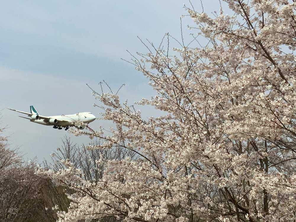 桜満開 成田さくらの山公園 Greensnap グリーンスナップ