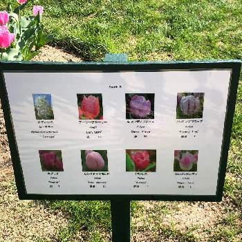 花の名前の画像 by momonokoさん | お出かけ先とピンクの花とヒヤシンスの花と チューリップと散歩とはままつフラワーパークと花の名前とかわいいと白い花と看板
