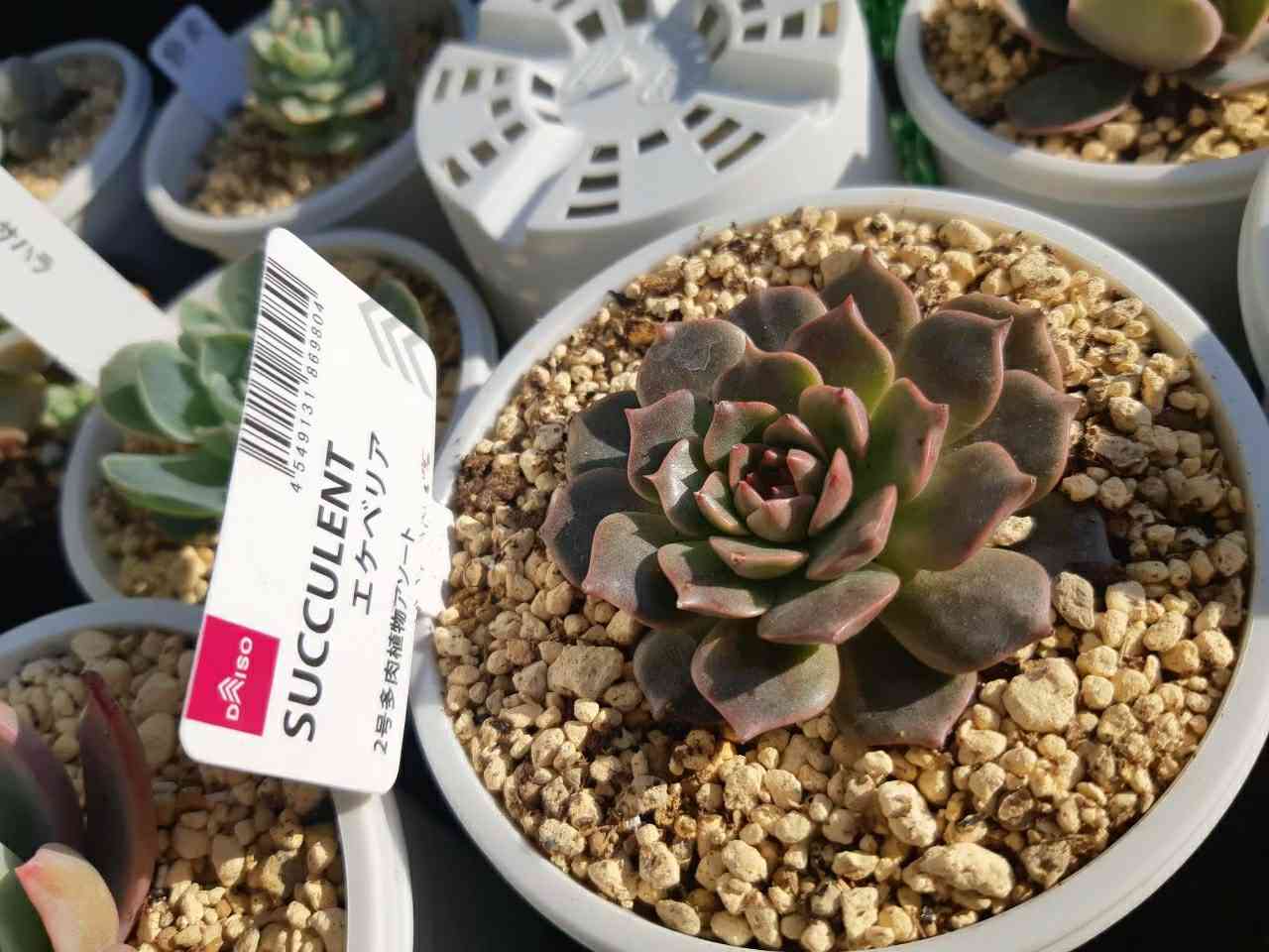 ダイソー謎ベリア改めオリビア｜🍀GreenSnap（グリーンスナップ）