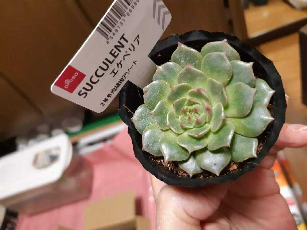 ダイソー謎ベリア改めオリビア Greensnap グリーンスナップ