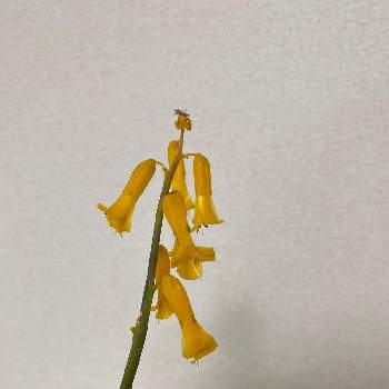 ラケナリアの投稿画像一覧 Greensnap グリーンスナップ ラケナリアの投稿画像一覧 Greensnap グリーンスナップ