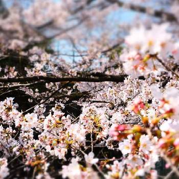 そめいよしのの画像 by hitomi.Ｈさん | お出かけ先と春の花たちと道端にさくとそめいよしのとはるが来た！と淡いピンクとさくらと『2021桜』フォトコンテスト