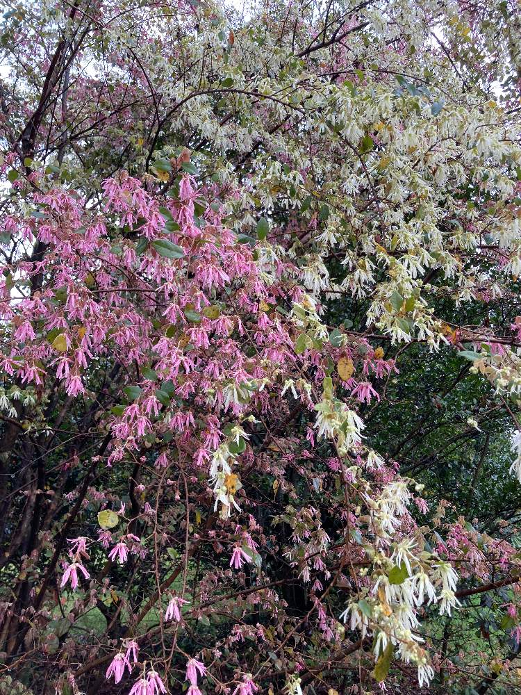 みよちゃんさんの投稿画像 21月3月28日 Greensnap グリーンスナップ