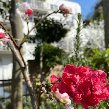 枝垂れ桃の画像 by 容さん | 小さな庭と枝垂れ桃とおうち園芸