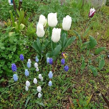 ヒヤシンス 水耕栽培の投稿画像一覧 Greensnap グリーンスナップ