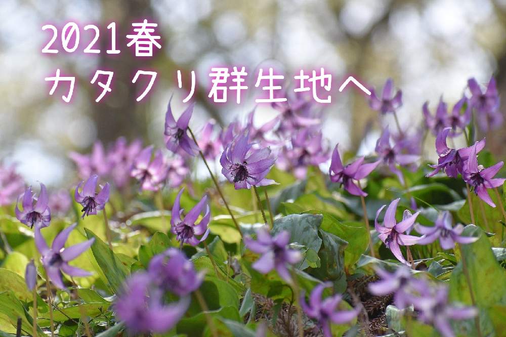 千葉県柏市 かたくり群生地 を訪れて 21 3 27 Greensnap グリーンスナップ