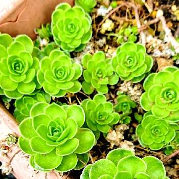 玄海岩蓮華の投稿画像一覧 Greensnap グリーンスナップ