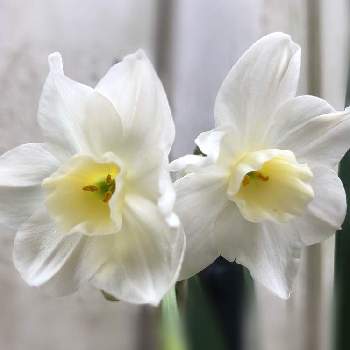 白い水仙の投稿画像一覧 Greensnap グリーンスナップ