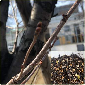 ニンニクの芽の投稿画像一覧 Greensnap グリーンスナップ