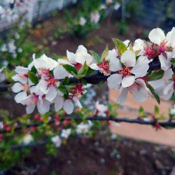 ユスラウメの花の投稿画像一覧 Greensnap グリーンスナップ