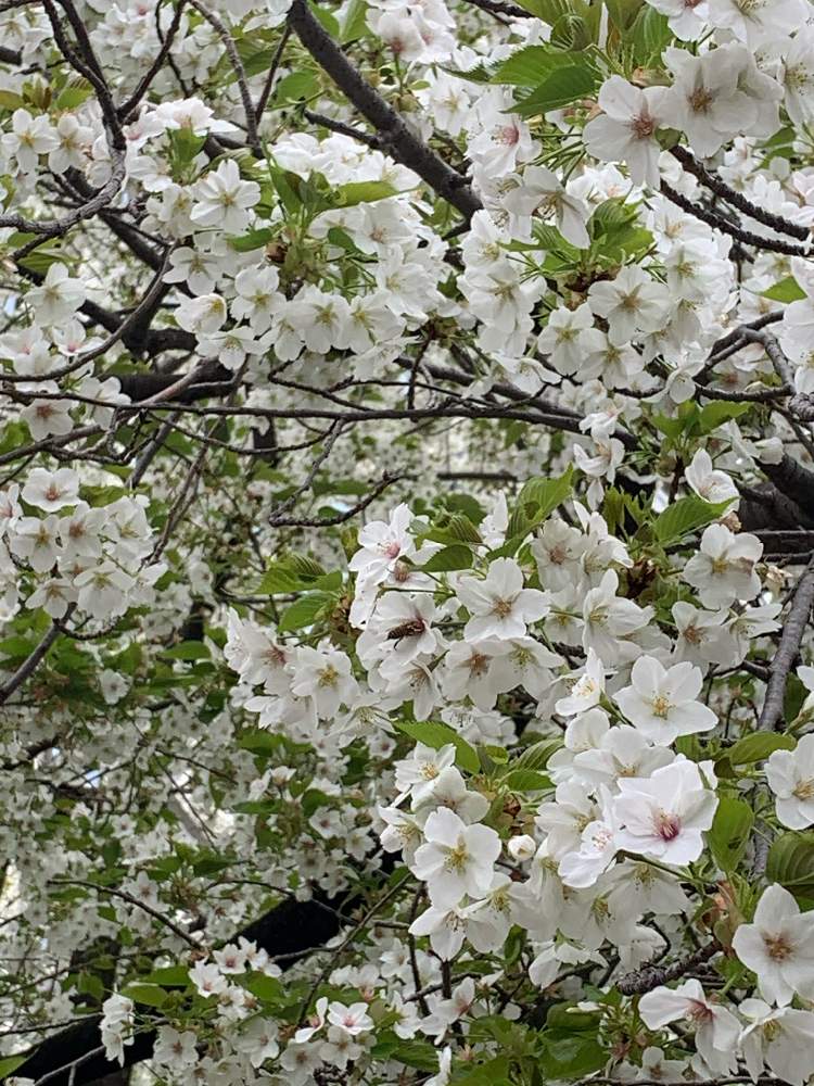 大島桜の投稿画像 By Poochanさん サクラと白い花と不忍池と上野公園 21月3月28日 Greensnap グリーンスナップ