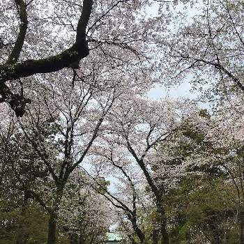 東漸寺の画像 by おきょうさん | お出かけ先とサクラとソメイヨシノとお寺と東漸寺と#最前線のあなたへと明日はきっと良い日になると空のすがたと『2021桜』フォトコンテスト
