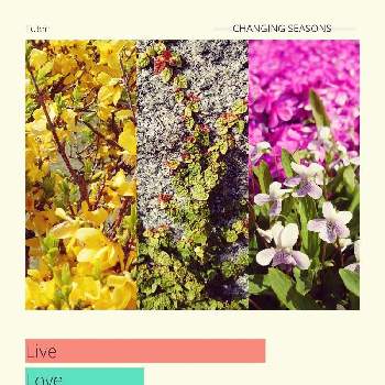 つたの葉の画像 by siestaさん | シバザクラとスミレとレンギョウとつたの葉とピンクの花とwithグリーンと黄色い花と紫の花とお花見散歩