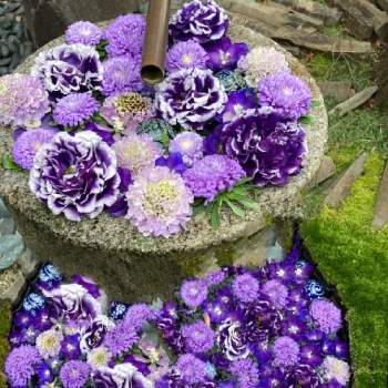 青系マニアの投稿画像一覧 Greensnap グリーンスナップ