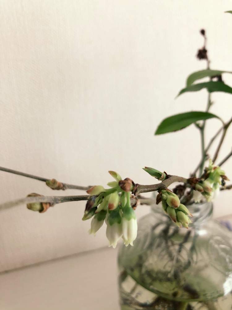 ブルーベリーの投稿画像 By クルミさん 水栽培と観葉植物と庭のブルーベリーと挿木とブルーベリーの花 21月3月28日 Greensnap グリーンスナップ