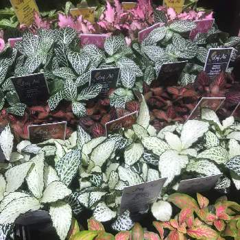 アミメグサの投稿画像一覧 Greensnap グリーンスナップ アミメグサの投稿画像一覧 Greensnap グリーンスナップ