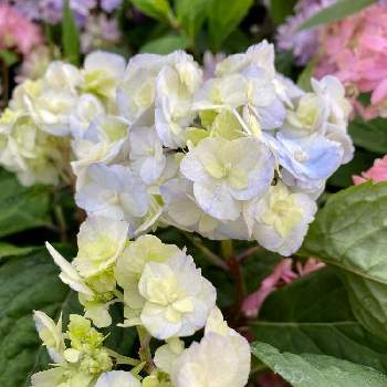 ヤマアジサイ 八重甘茶の投稿画像一覧 Greensnap グリーンスナップ