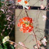 ミツマタ,ベニバナミツマタ,アカバナミツマタ,近所のお寺,お寺のお庭の画像