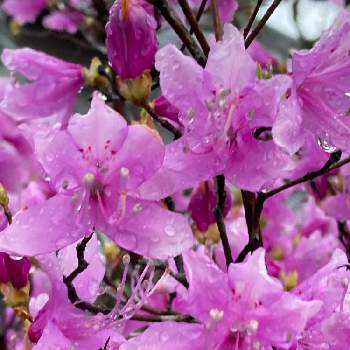 フラワーステッカーの画像 by gurichannel(ぐりちゃんねる) さん | お出かけ先とさつき♡と春のお花と一人一花フラワーステッカーとフラワーステッカーとお散歩道と花粉症と春の訪れとツツジ♡