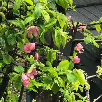 花梨の木の投稿画像一覧 Greensnap グリーンスナップ