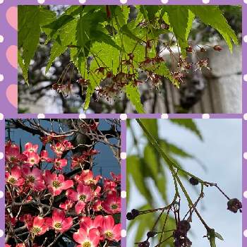 ハナミズキ 赤の投稿画像一覧 Greensnap グリーンスナップ