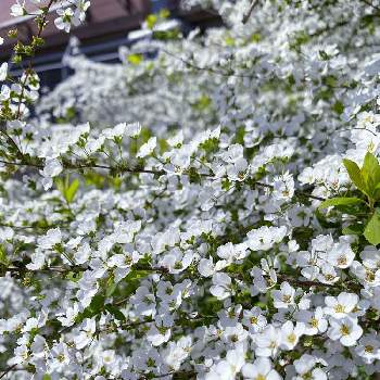 都会の緑の投稿画像一覧 Greensnap グリーンスナップ