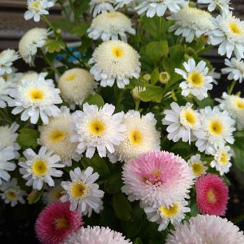 簡単にできる！ガーデニング寄植えの画像 by トレニアさん | 小さな庭とデージーとマトリカリアとピンクの花と寄せ植えと簡単にできる！ガーデニング寄植えとおうち園芸と花に癒されと花のある暮らしと白い花とかわいいな♡
