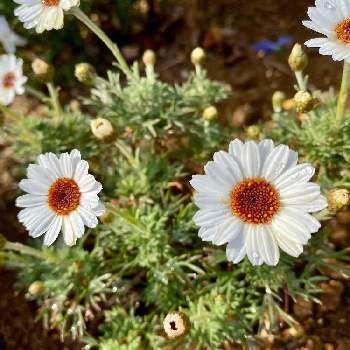 ローダンセマム アフリカンアイズの投稿画像一覧 Greensnap グリーンスナップ