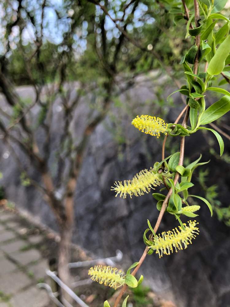 シダレヤナギの投稿画像 By 居ぬ月 りりり さん ヤナギ科とヤナギ科 21月3月28日 Greensnap グリーンスナップ Greensnap グリーンスナップ