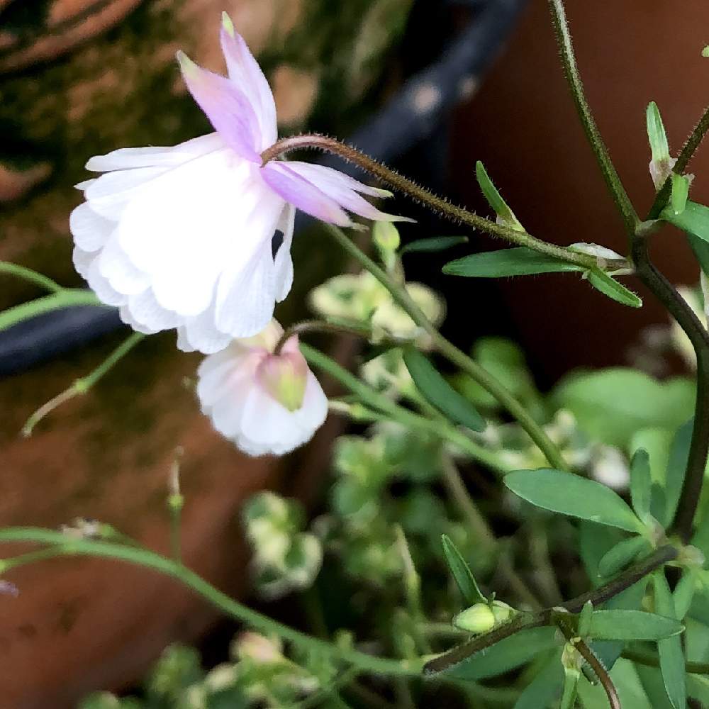 オダマキの投稿画像 By ぎんねこさん ヒメオダマキ ピンクと白い花と小さい花と可憐な花と春に育てた花21 21月3月28日 Greensnap グリーンスナップ