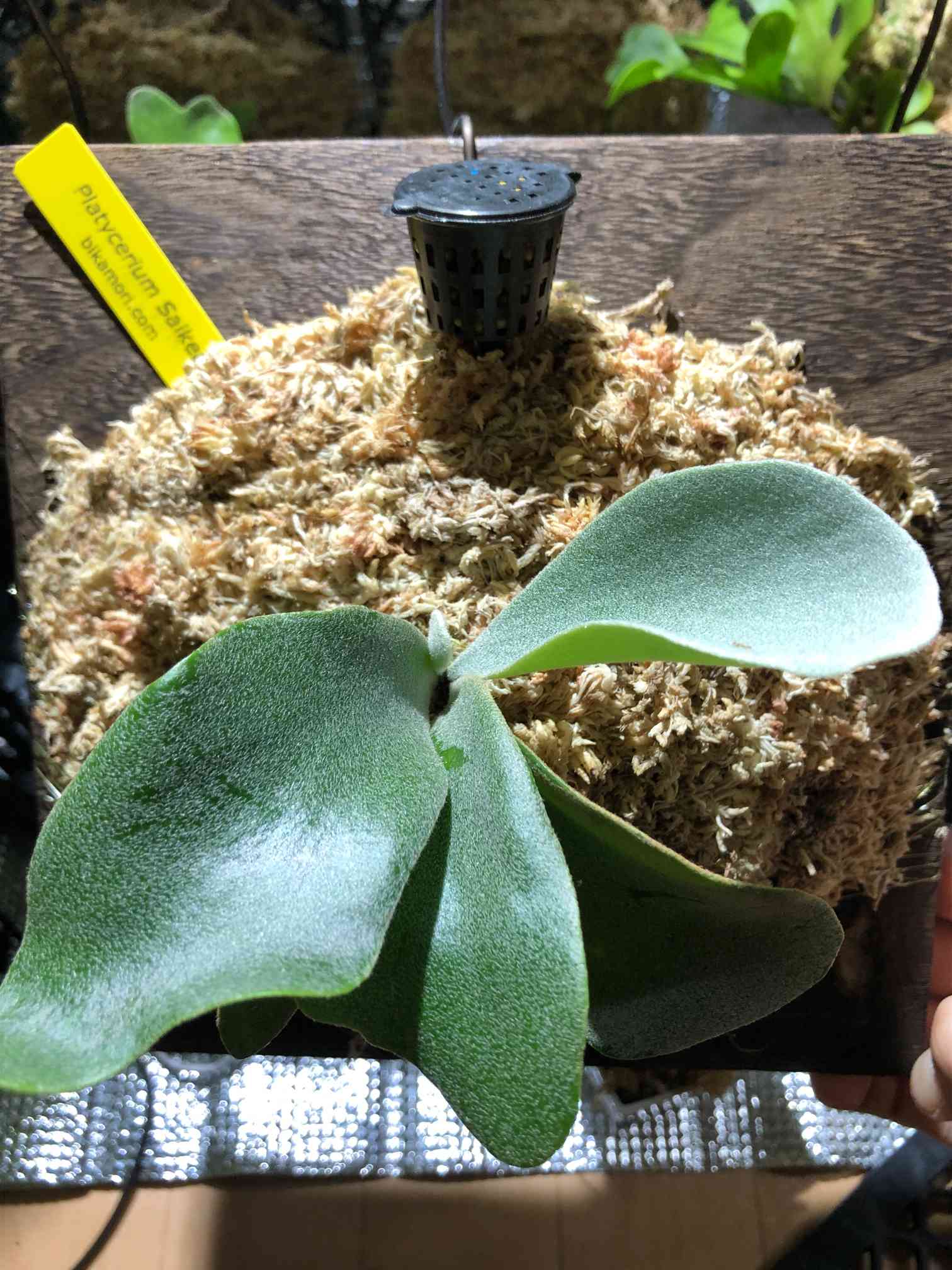 ビカクシダ シルバー ベルベットの一覧|🍀GreenSnap(グリーン ビカクシダ シルバー ベルベットの一覧|🍀GreenSnap(グリーン