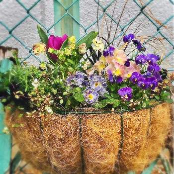 簡単にできる！ガーデニング寄植えの画像 by イングリッシュガーデンさん | 小さな庭とカレックスとラミウムとプリムラジュリアンと斑入りワイヤープランツ スポットライトとグランビオラとチューリップ濃紫とEG栽培とGS映えと簡単にできる！ガーデニング寄植えとおうち園芸と#最前線のあなたへと綺麗なお花とお庭の植物と鉢植えと花のある暮らしとGSアダルトチームと色合いがキレイとチーム愛知とEGハンキングバスケットとナンセンスギャグセンス隊