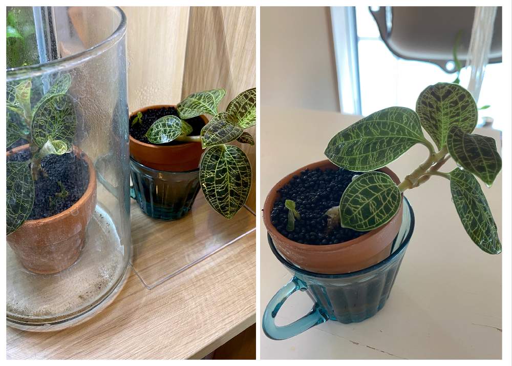 ジュエルオーキッド マコデスペトラの投稿画像 By しおんさん マコデス ペトラとジュエルオーキッドと常湿栽培と地生蘭とs家の成長記録と観察記録と花苗と鉢植え 21月3月29日 Greensnap グリーンスナップ