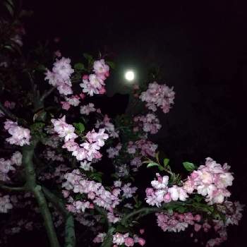月と植物の画像 by flower&skyさん | 小さな庭とハナカイドウと花海棠と季節を感じる♪と花の咲く木と春に咲く花とピンクの花と空を背景にと月と植物と満開とおうち園芸と花のある暮らし